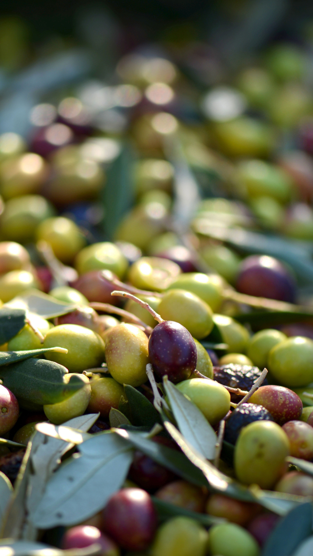 Olivesalperpack